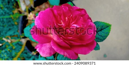 a macro photograph of a beautiful rose. Florida, November 30, 2023