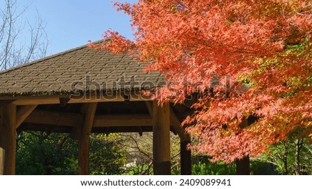 Autumn scenery in Japan. Japanese maple tree and rest area.
