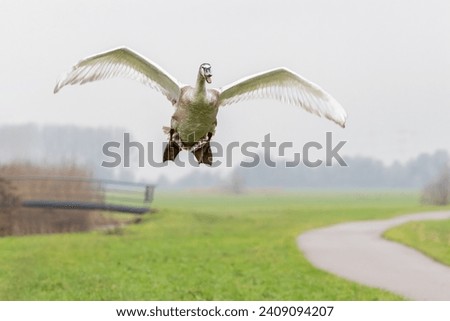 Oncoming flying juvenile mute swan, Cygnus olor, preparing to land towards photographer with spread wings and outstretched legs and webbed feet against fog blurred background Royalty-Free Stock Photo #2409094207