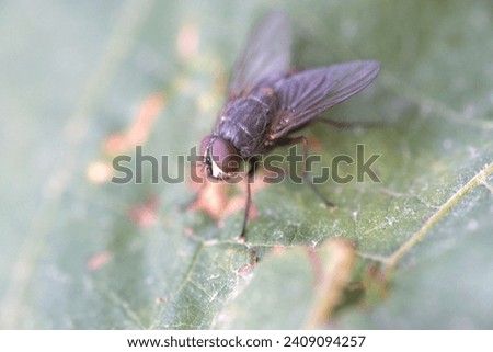 A close Up Picture Of A Fly