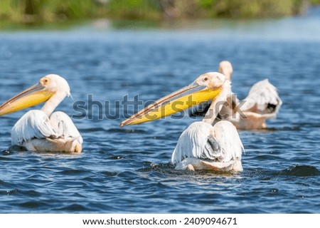 great white pelicans, danube delta, romania	