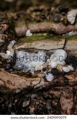 Photo of resin sap in the forests of West Java