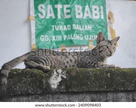 my cat relaxing on afternoon bali island 2021