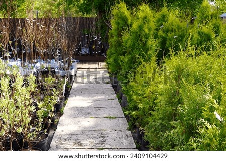 a nursery of ornamental plants with seedlings of thuja bushes in pots with earth along a wooden path and small trees of varietal apple trees in spring.  Royalty-Free Stock Photo #2409104429