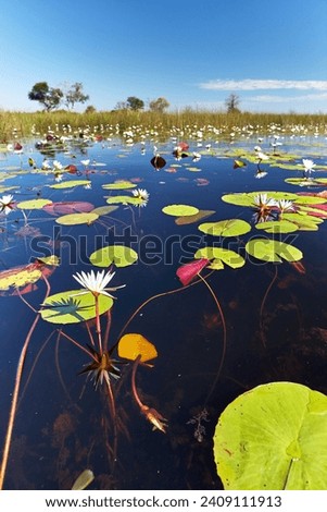 Leaves and flowers of water lilies on the surface of the Okavango Delta near the town of Maun