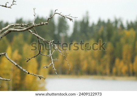 Autumn pictures with water reflection and background faded