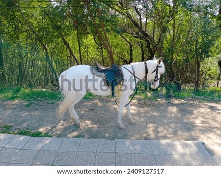 Picture of a pure white stunning horse captured in a park located at Islamabad