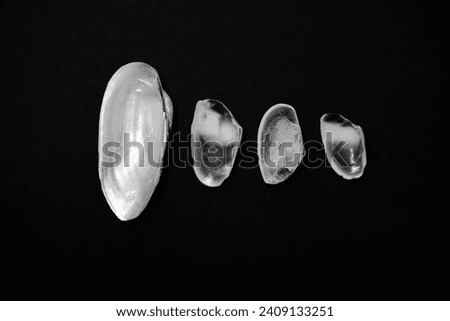 seashells of different sizes isolated on a black background. background image of seashells.empty space for text