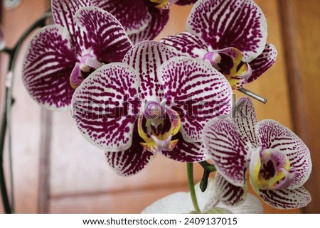 Beautiful orchid flowers in Depok Indonesia Royalty-Free Stock Photo #2409137015