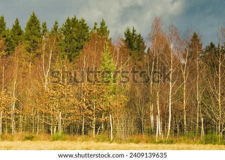 In the morning, during a storm, this picture was sent out the sun, illuminating the birch trees and firs.