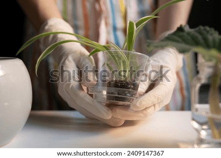 A woman's hand in a glove holds a small sprout of chlorophytum ocean in a plastic cup. Propagation of domestic flowers. Caring for flowers. Royalty-Free Stock Photo #2409147367