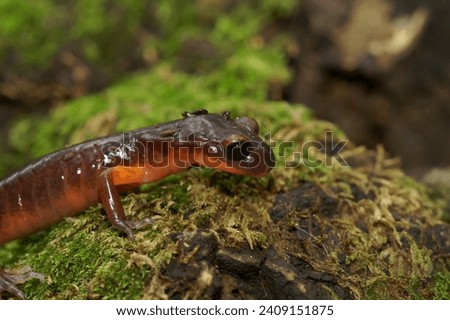 Natural closeup on the nominate endemic Ensatina eschscholtzii eschscholtzii salamander from Big Sur National Park, South California with it's typical all black eyes