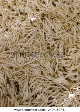 Bean sprouts that have been washed and soaked in clean water for preparation in cooking.

Date : 06 Jan 2024