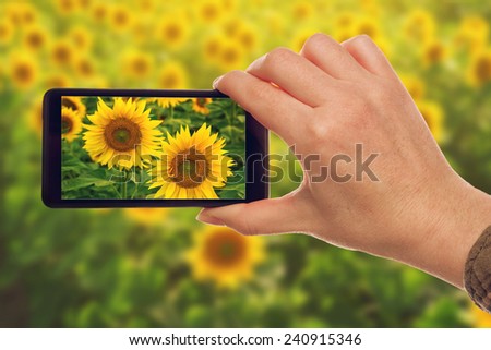 Woman taking snapshots of sunflowers with mobile smart phone, nature photography.