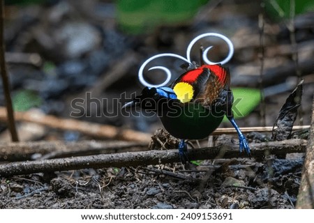Wilson's bird-of-paradise (Diphyllodes respublica) observed in Waigeo in West Papua, Indonesia Royalty-Free Stock Photo #2409153691