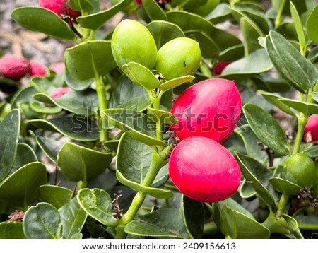 A view of red fruit from the boxwood beauty plant.