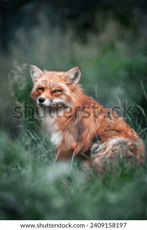 Vibrant red fox amidst lush greenery