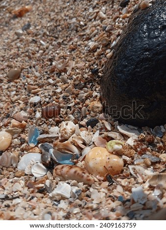 beautiful sand beach shell sea