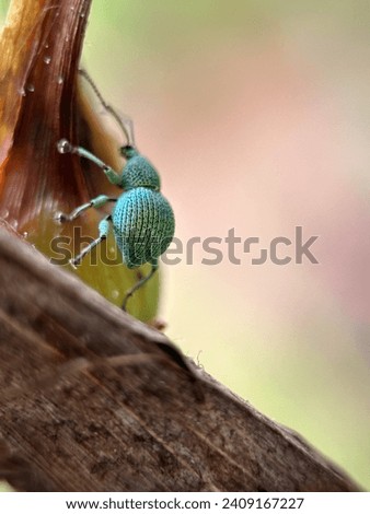 a metallic green beetle was walking alone on a dry leaf