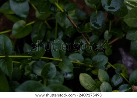 Background of green leaves of various plants.