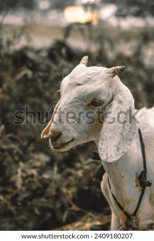 Vaishali, Bihar - August 21st 2022 - Picture of Goat.