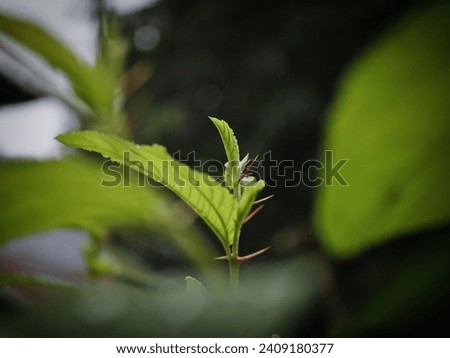 cool background, best photo, picture, photo, backround, lovely background, tree, beaut, object, green plant, green background, green, beautiful, photography, nature