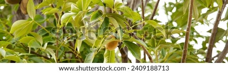 Panorama view load of baobab fruits on tree branch, boab, upside down tree produce nutrient dense fruit with natural shelf life of 3 years in dry season when all around is dry and arid. African symbol Royalty-Free Stock Photo #2409188713