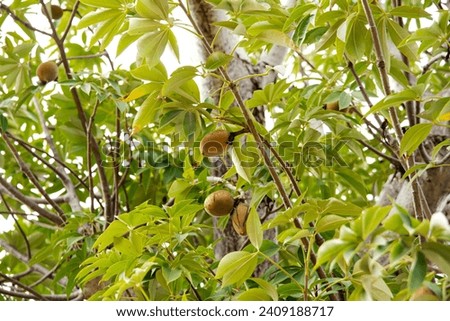 Close-up view load of baobab fruits on tree branch, boab, upside down tree produce nutrient dense fruit with natural shelf life of 3 years in dry season when all around is dry and arid. African symbol Royalty-Free Stock Photo #2409188717