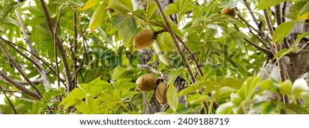 Panorama view load of baobab fruits on tree branch, boab, upside down tree produce nutrient dense fruit with natural shelf life of 3 years in dry season when all around is dry and arid. African symbol Royalty-Free Stock Photo #2409188719