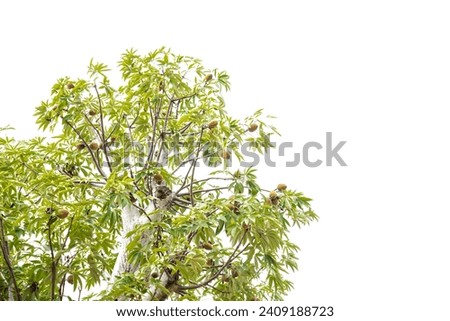 Top of baobab tree with lush green leaves, load of fruits hanging on branch isolated on white background sky, upside down tree produce nutrient dense fruit in dry season dry and arid. African symbol Royalty-Free Stock Photo #2409188723