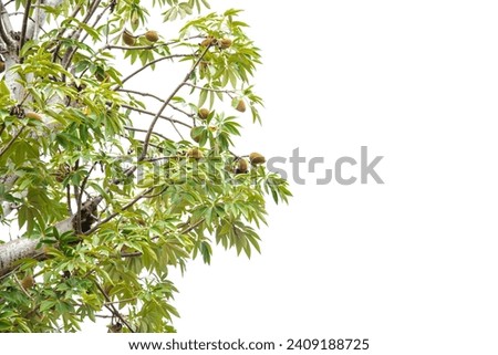Top of baobab tree with lush green leaves, load of fruits hanging on branch isolated on white background sky, upside down tree produce nutrient dense fruit in dry season dry and arid. African symbol Royalty-Free Stock Photo #2409188725