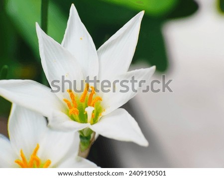 Beautiful Yoland Flower, or Turnera Subulata.