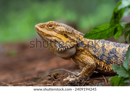 Exotic Bearded Dragon found in the wood, with beautiful skin pattern.