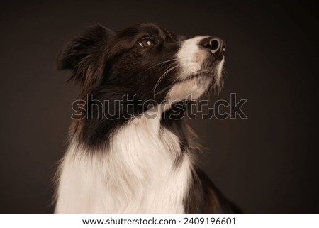 Border collie before black background Royalty-Free Stock Photo #2409196601