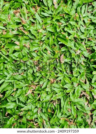 A picture of lawn grass that can be used as a background