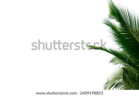 Coconut trunk, white background, free space for use