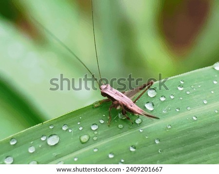 A cricket on a green leaf with raindrops. Royalty-Free Stock Photo #2409201667
