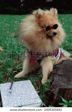 Pomeranian Spitz dog works in the park while lying on a shiny notepad.Concentrated dog nerd doing homework, solving problems, studying. Fashionable, dressed dog with glasses outdoors. Humorous picture