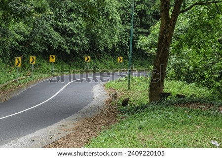 PANORAMIC VIEV OF CURVE ON THE ROAD IN THE FOREST
