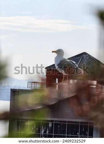 Seagull captured in the window of my room on my vacation in Turkey.
