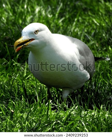 Beautiful seagull captured in the park that we visited on my vacation in Istanbul, Turkey.
