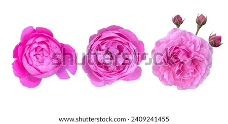 Pink Saint Cecilia roses with 3 style