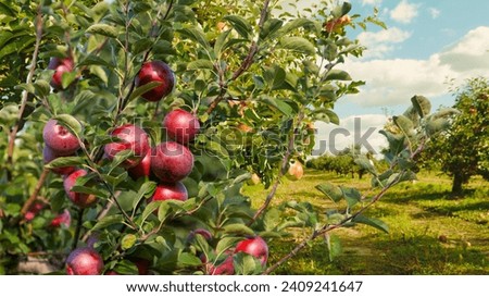 apples on the tree ready to be harvested. Apples in the apple orchard. apple, leaf, red, fruit, tree, farming, growth, harvest, seasonal, ripe