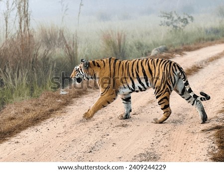 Amazing picture of tiger in its natural habitat.