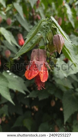 Red Hibiscus flowers, beautiful hibiscus flowers with green leaves background