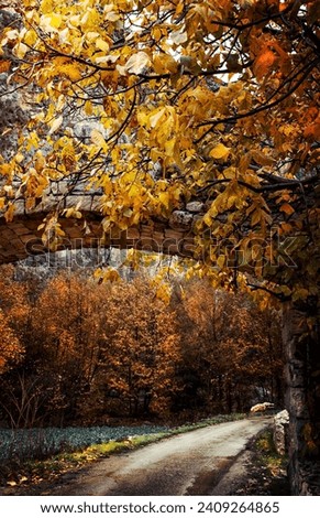 Tunnel over the mountainous road, beautiful trees covered with golden leaves, beauty of autumn season