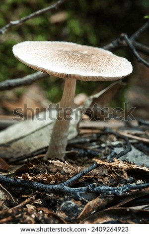 Wild forest mushrooms picture taken in the Mount Field Nt. Park, Tasmania