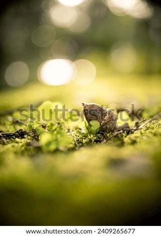 close-up of a fallen oak acorn in a blurred green environment. acorns on green moss in forest, space for text. concept of nature . portrait format Royalty-Free Stock Photo #2409265677