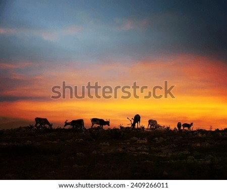 Reindeer herd resting on fell top in Lapland midnight sun