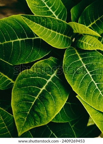 Green leaves for social media background template and instagram post feed.